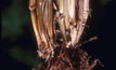 Tackling crown rot in cereals