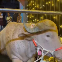 From viral sensation to zoo resident: Bangladesh's 'Trump' buffalo spared from Eid sacrifice