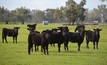  Livestock prices should remain stable for the year ahead according to a Rabobank survey. Picture Mark Saunders.