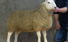 Sales round up: North Country Cheviot females, HW Angus online sale, store cattle at Thame and Dolgellau dog sale