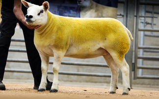 Sales round up: Texels to 3,800gns, new Cotswolds record, Blue Texels hit 2,800gns
