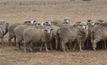 New year brings hope for sheep industry