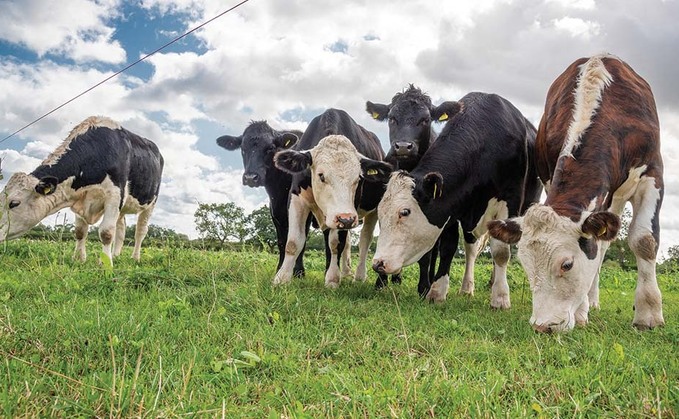 Has the climate impact of grass-fed cattle been overestimated?
