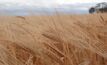 Barley growers secure $60m trade to Korea