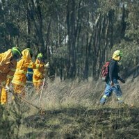 Colonisation cleared 95% of these woodlands - Indigenous cultural burning is bringing it back