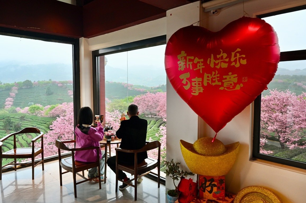 (FujianPano) CHINA-FUJIAN-CHERRY BLOSSOMS (CN)