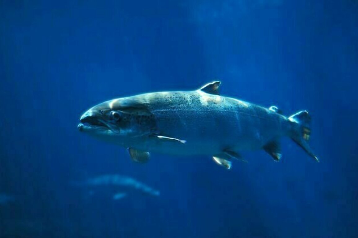 Wild salmon are the Zendayas of the fish world - what that tells us about conservation