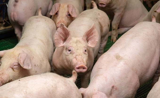 ASF spread prompts fresh call for checks on EU pigmeat