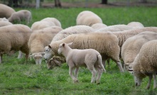  Lamb slaughter is at an eight-year low. Picture Mark Saunders.