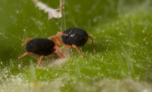   Grain growers now have access to an additional tool for control of redlegged earth mite (pictured) in canola crops. Photo: A Weeks, cesar