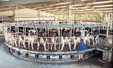 Survey reveals grim future for Qld dairy