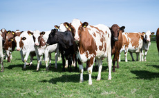 Family run Ayrshire herd adapts to nature's challenges on the Solway Coast