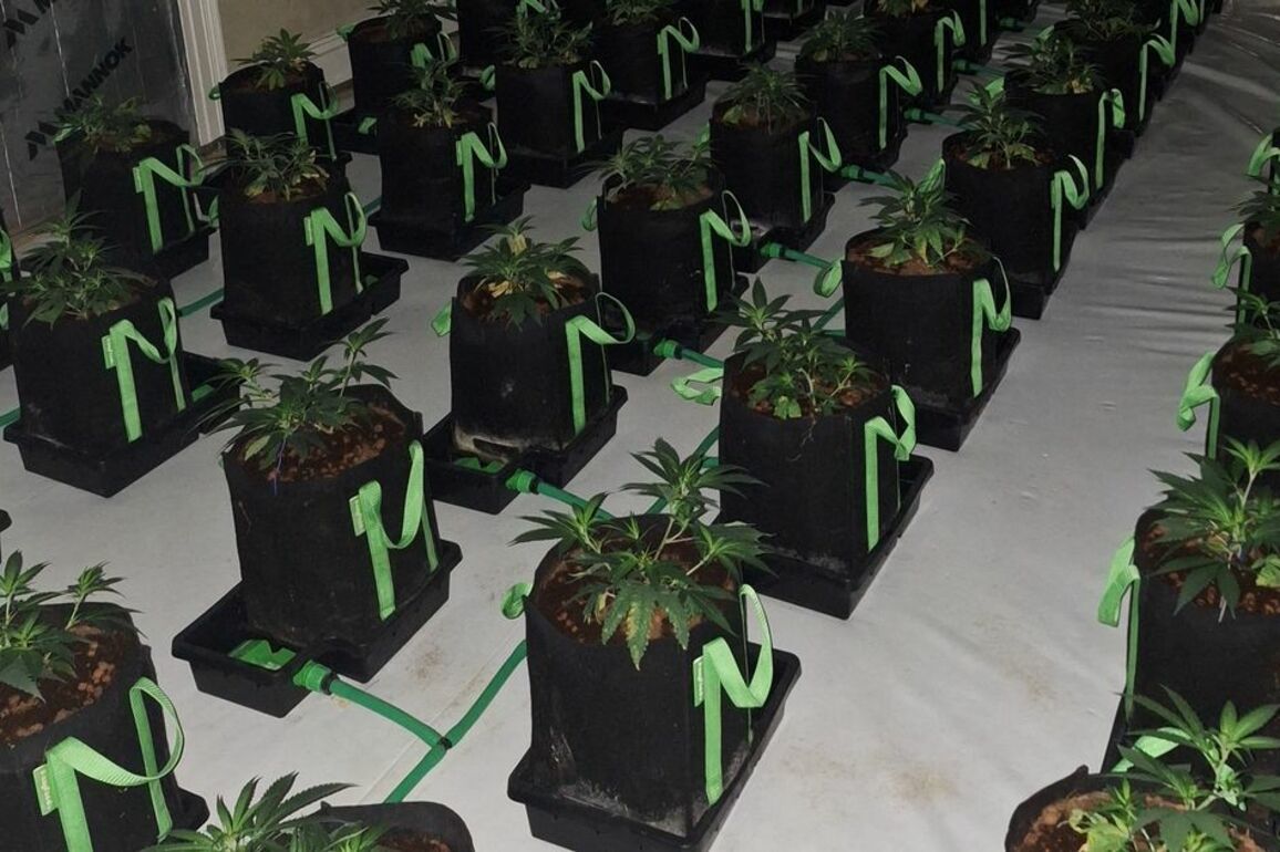 Police discover 'sophisticated cannabis factory' after asking residents to turn music down