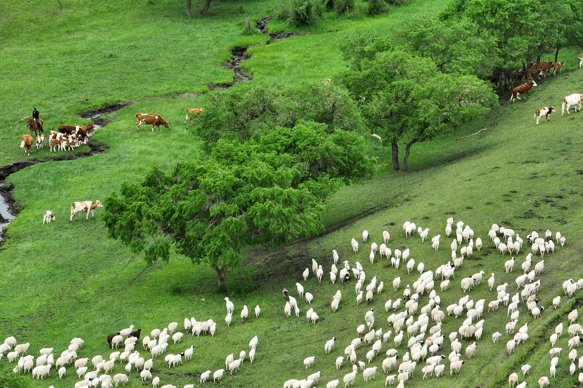 (EcoChina)CHINA-INNER MONGOLIA-AR HORQIN GRASSLAND-HERDERS-NOMADIC LIFE (CN)