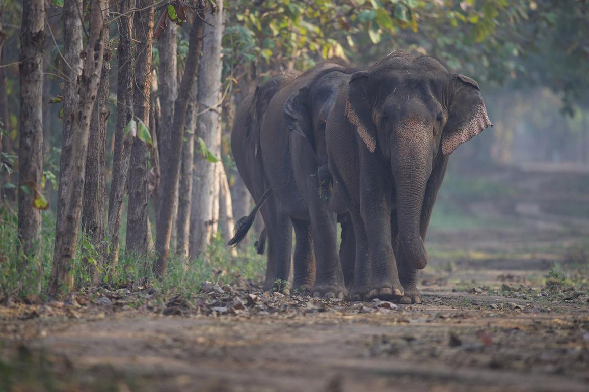 CITES highlights high standards at Vantara and strong Indian regulations