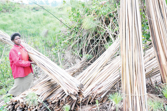  woman collects papyrus reeds for sale to earn a living  