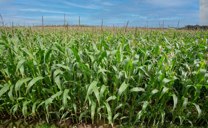 Foliar nitrogen maize trials