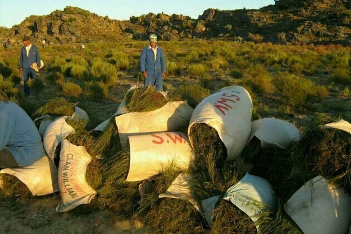 South Africa's small-scale rooibos tea growers aren't getting much from an industry deal - why it's not fair