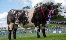 Beef Shorthorn takes top honours at Westmorland County Show 