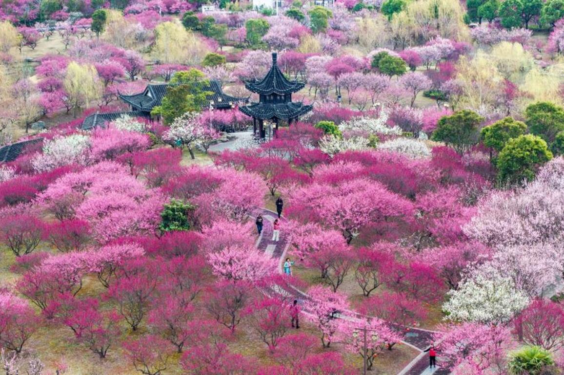 EcoChina | Flowers bloom across China