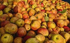 UK cider primed for a fruitful summer season