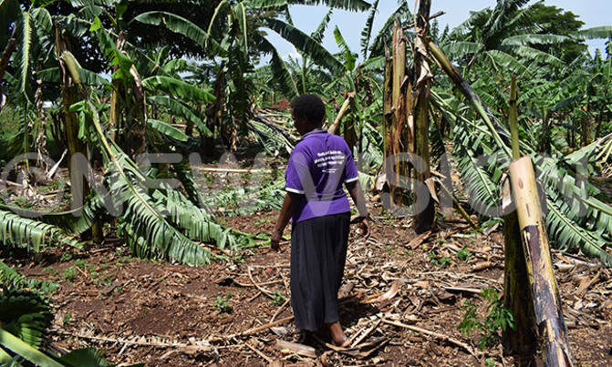 Mbarara hailstorm affects over 500 families Mbarara hailstorm affects over 500 families