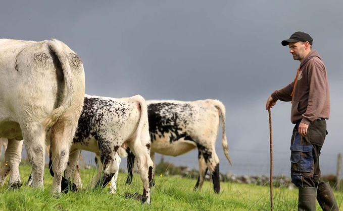 Dairy demand fuels growing interest in Speckle Park breed