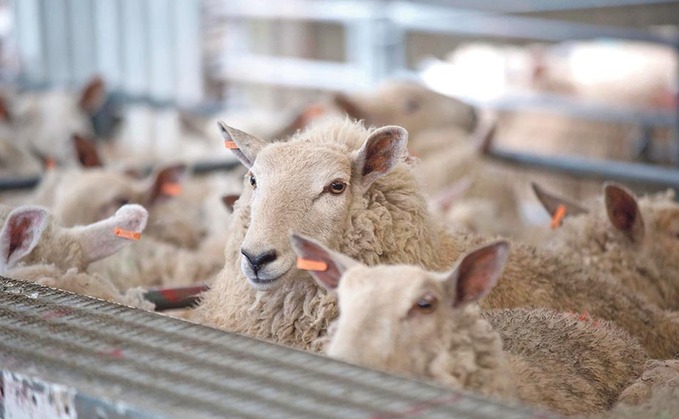 Welsh lamb 'on its way' to Japan