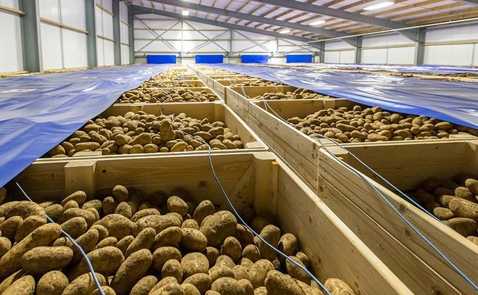 Cold weather could heat up potato market
