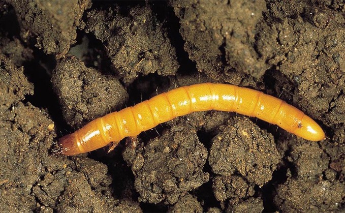 Wireworm is on the increase across the country