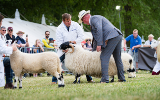 Texel takes top honors at Bath and West show 