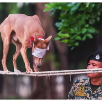 Gujarat: Marching contingent of BSF's Indian breed dogs to participate in upcoming Ekta Diwas Parade