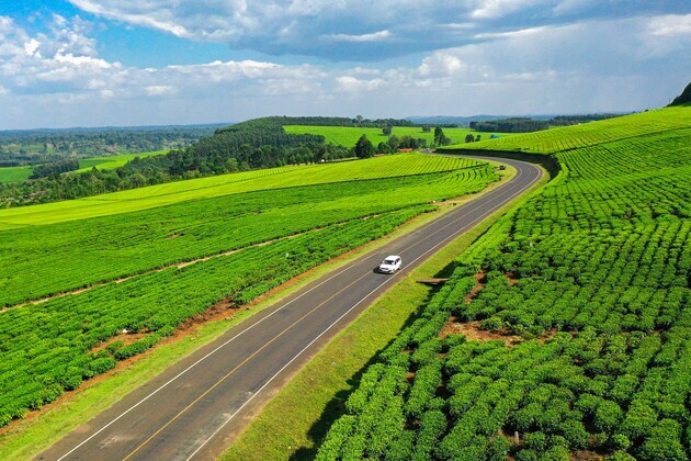 In Pics: Beautiful Tea Plantations in Western Kenya