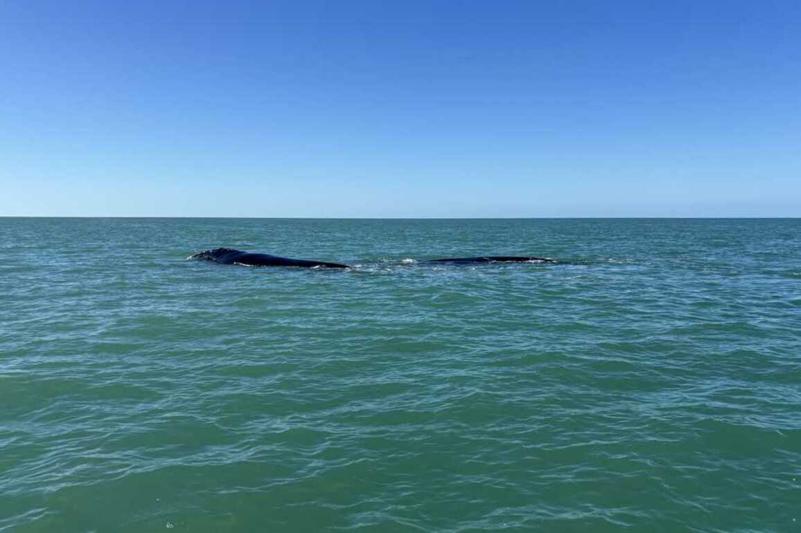 Endangered North Atlantic right whales spotted off Florida coast