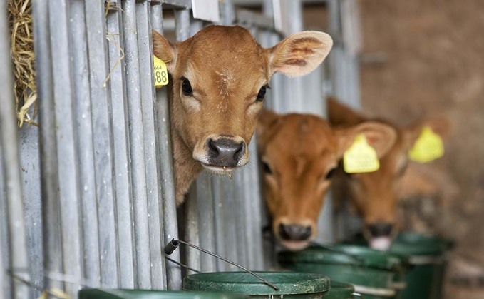 Be on the lookout for heat stress in youngstock sheds