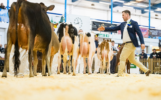 Dairy Show tiebreaker sees Holstein take inter-breed win 