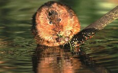 Government provides £18m for species protection
