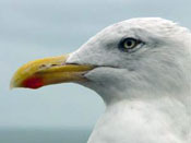 Jewson taken to task over seagulls