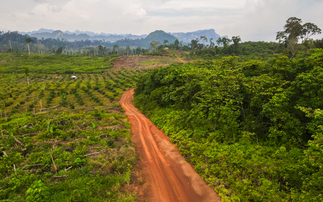 'The window to prepare is closing fast': What next for the EU's flagship deforestation rules?
