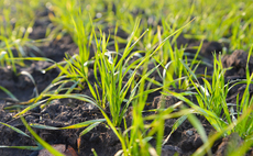 Study shows striking convergent selection history of wheat and barley