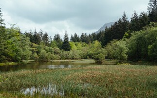 Forestry England to rewild 8,000 hectares of land to support wildlife and tree health