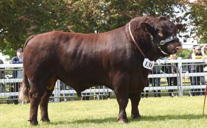 Lincoln Red bull takes supreme beef title at Suffolk Show