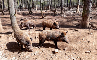 Spanish ASF laboratory link ruled out