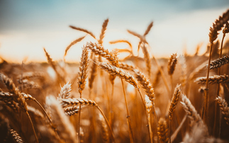 Study: Regenerative farming strengthens drought resilience for cereal crops