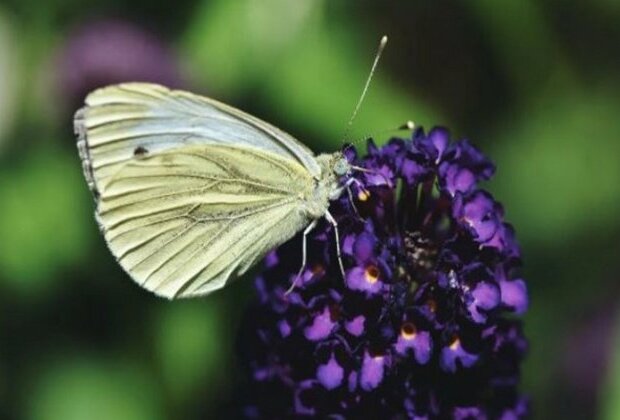 Study finds butterflies struggle for survival in warmer autumns