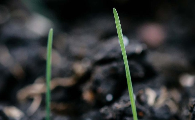 Top tips for managing high black-grass germination this season