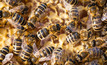 Bee Pest Surveillance program given a boost