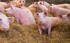 Pig farmers to highlight crisis to supermarket shoppers