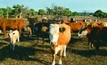 Cattle industry year breaks the trend