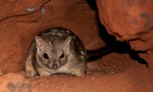 A northern quoll in the Pilbara